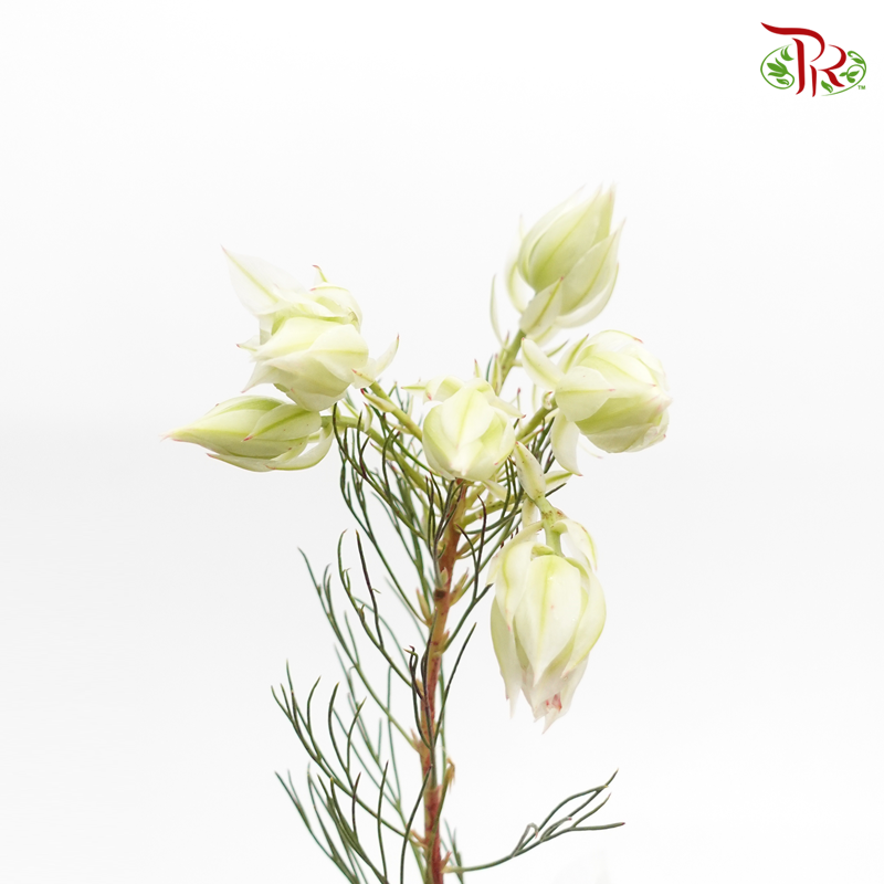 Blushing Bride - Cream (5 Stems) - Pudu Ria Florist