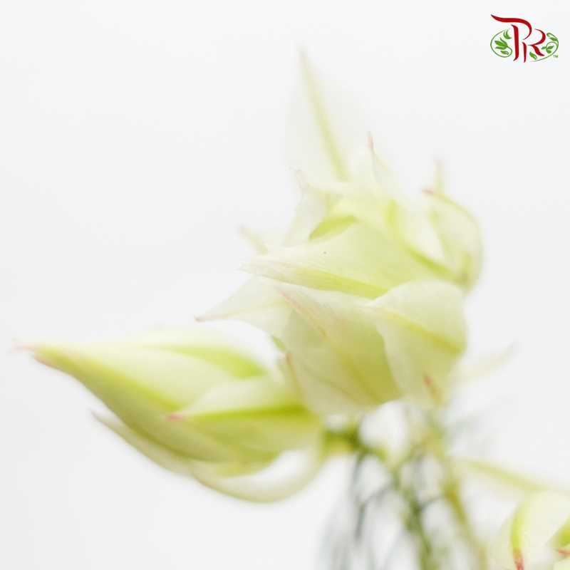 Blushing Bride - Cream (5 Stems) - Pudu Ria Florist
