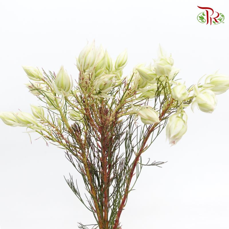 Blushing Bride - Cream (5 Stems) - Pudu Ria Florist