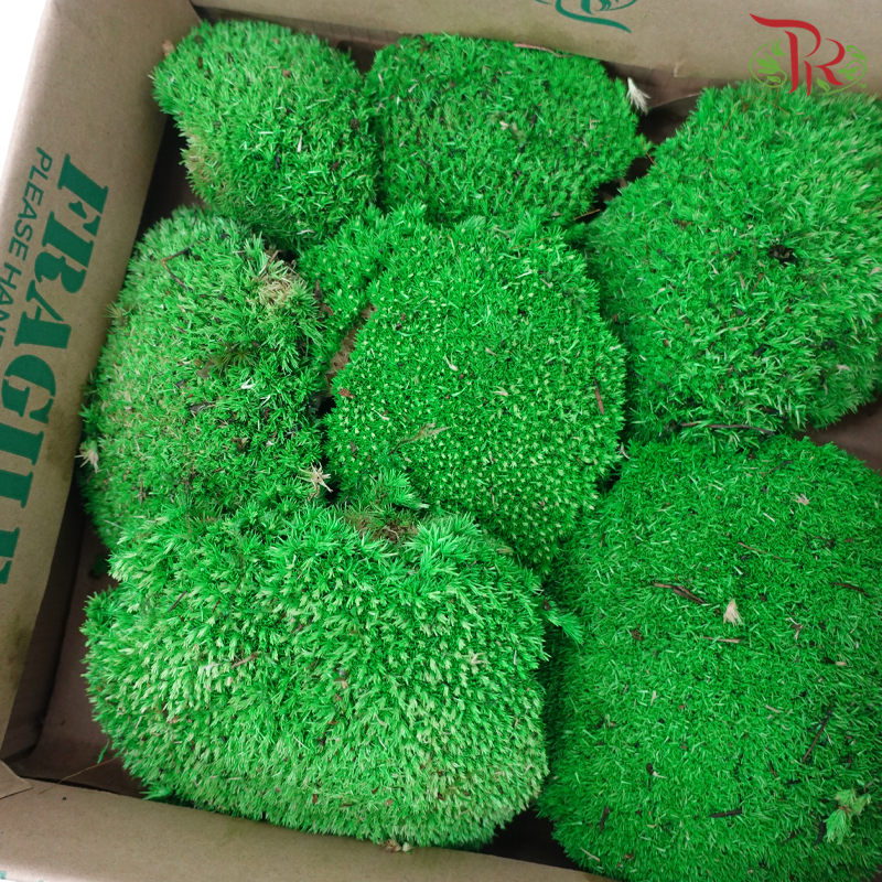 Bol Moss Preservative (250 gram) (Per Box)-Netherland-prflorist.com.my