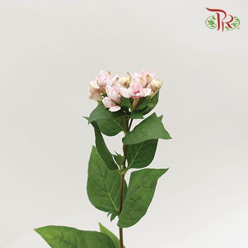 Bouvardia - Light Pink (5 Stems)-Pink-Netherland-prflorist.com.my