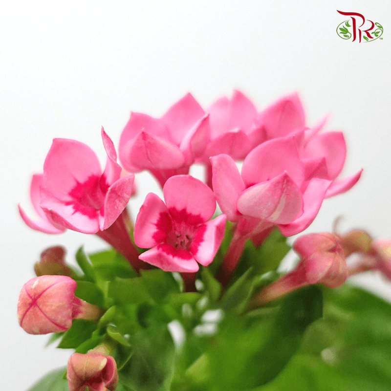 Bouvardia- Pink (5 Stems) - Pudu Ria Florist