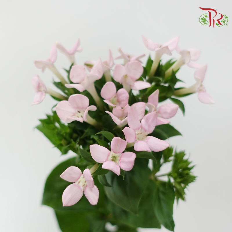 Bouvardia - Pink (5 Stems)-Pink-Japan-prflorist.com.my