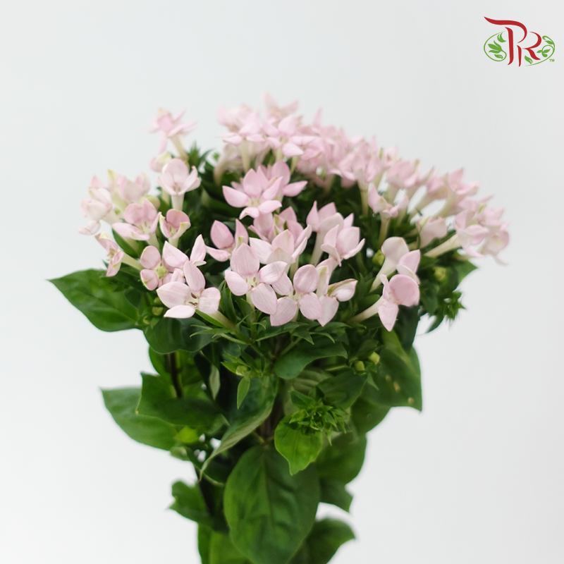 Bouvardia - Pink (5 Stems)-Pink-Japan-prflorist.com.my
