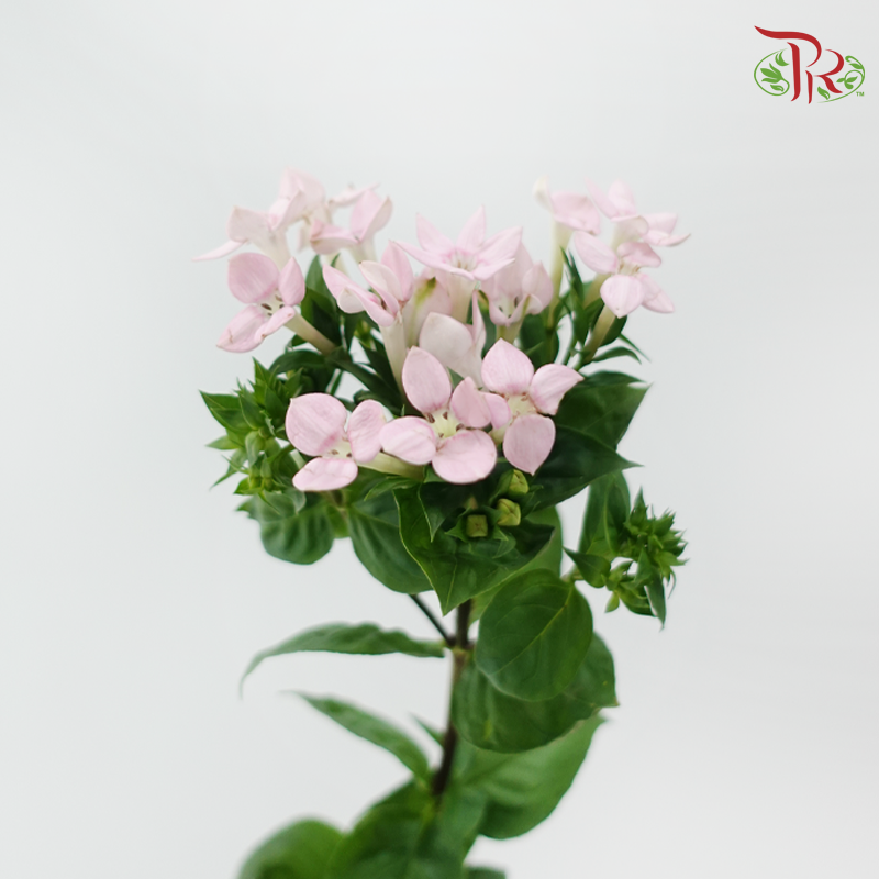 Bouvardia - Pink (5 Stems)-Pink-Japan-prflorist.com.my