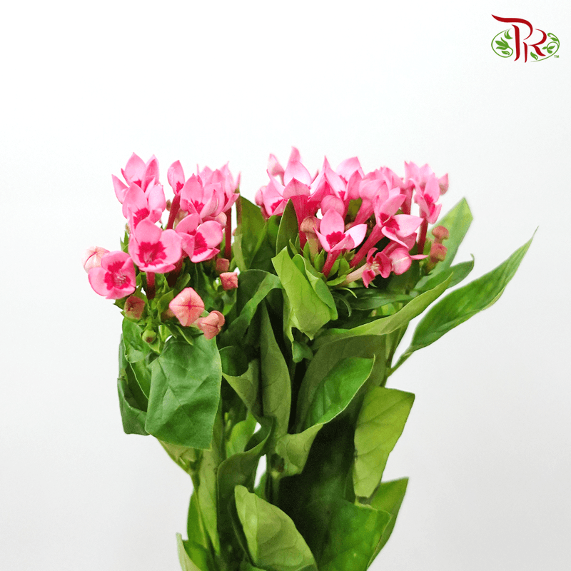 Bouvardia- Pink (5 Stems) - Pudu Ria Florist