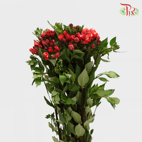 Bouvardia Red - (5 Stems)-Red-Netherland-prflorist.com.my