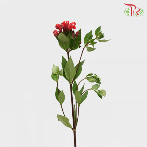 Bouvardia Red - (5 Stems)-Red-Netherland-prflorist.com.my