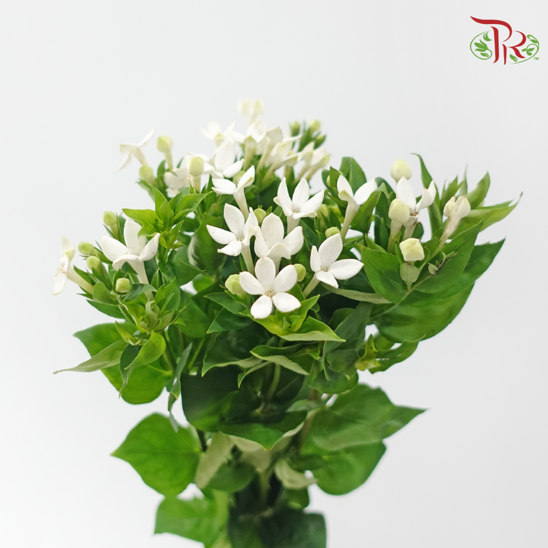 Bouvardia - White (5 Stems)-White-Japan-prflorist.com.my