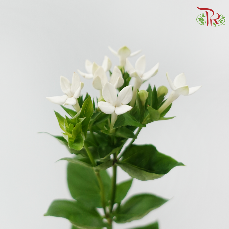 Bouvardia - White (5 Stems)-White-Japan-prflorist.com.my