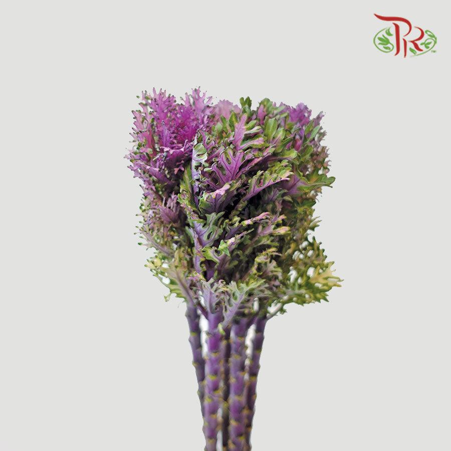 Brassica Mini - Lace Purple (5 Stems)-Purple-Netherland-prflorist.com.my