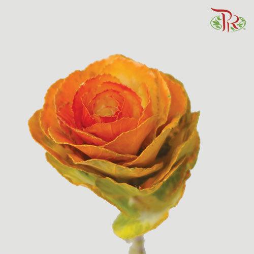 Brassica Mini - Orange (5 Stems)-Orange-Netherland-prflorist.com.my