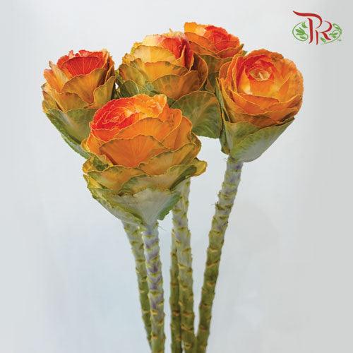 Brassica Mini - Orange (5 Stems)-Orange-Netherland-prflorist.com.my