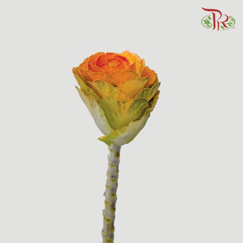 Brassica Mini - Orange (5 Stems)-Orange-Netherland-prflorist.com.my