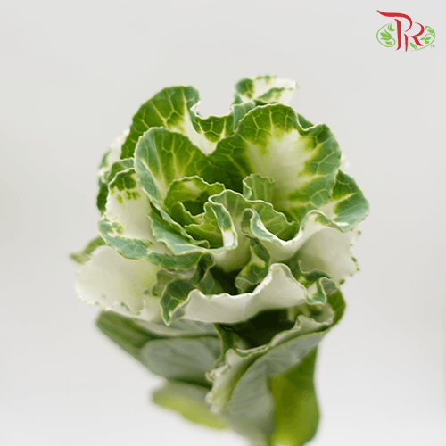 Brassica Mini - White (5 Stems)-White-Netherland-prflorist.com.my