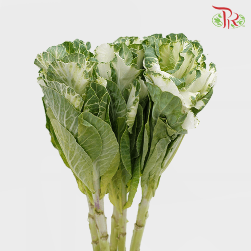 Brassica Mini - White (5 Stems)-White-Netherland-prflorist.com.my