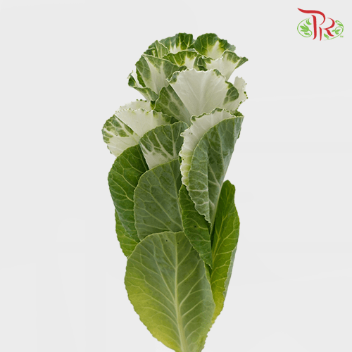 Brassica Mini - White (5 Stems)-White-Netherland-prflorist.com.my