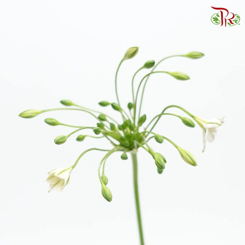 Brodiaea- White (5 Stems)-Netherland-prflorist.com.my