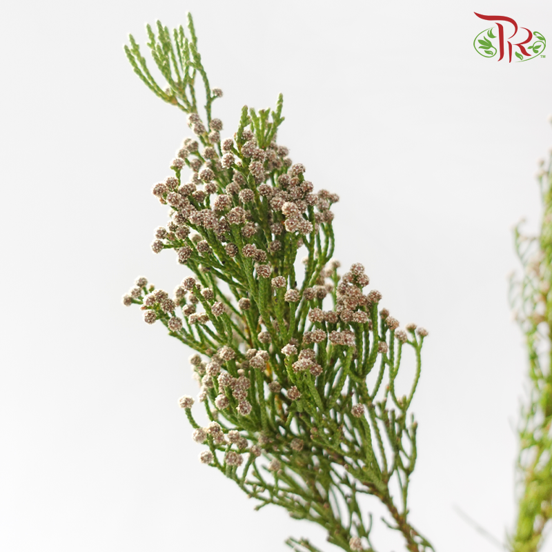 Brunia Woolybush-Africa-prflorist.com.my