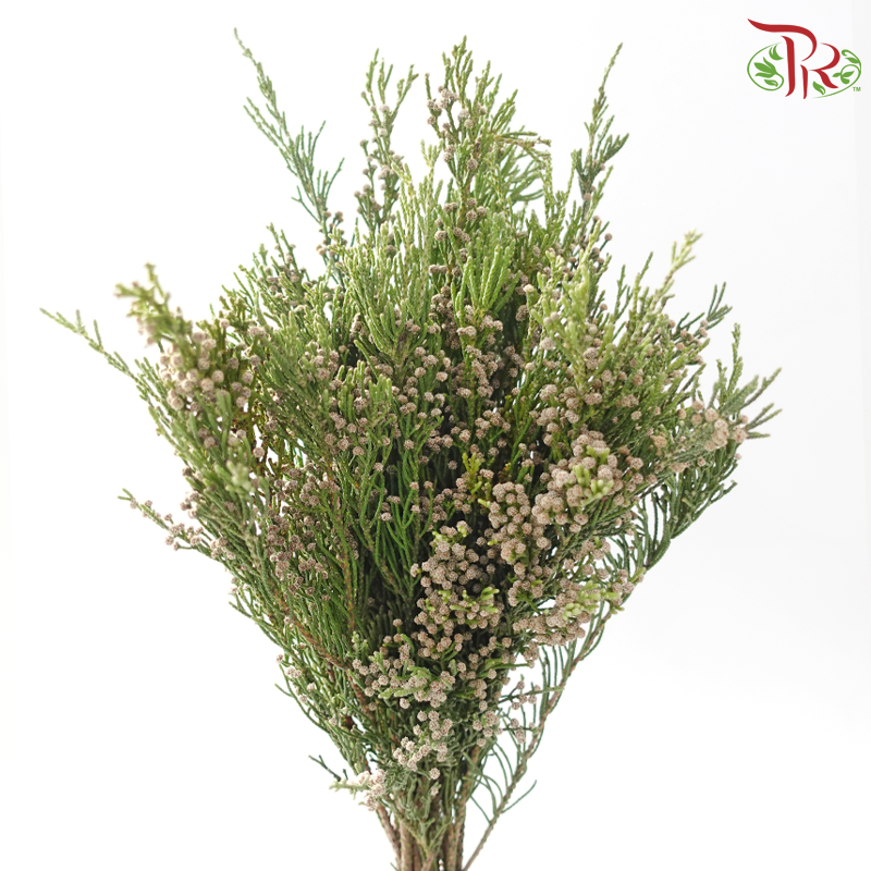 Brunia Woolybush-Africa-prflorist.com.my