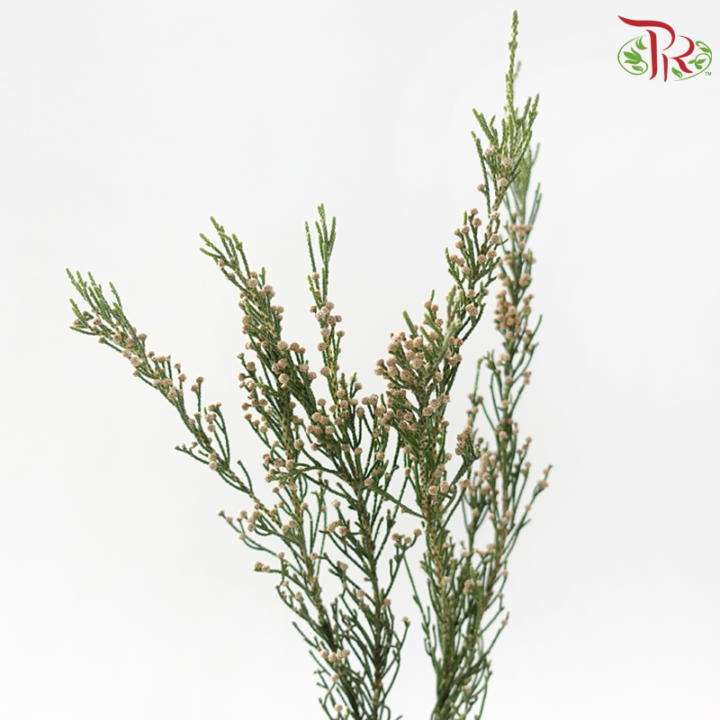 Brunia Woolybush-Africa-prflorist.com.my