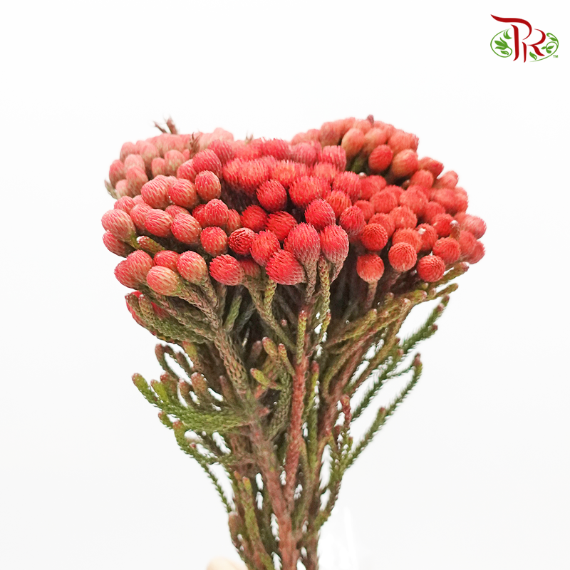 Brunia Red - (5 Stems) - Pudu Ria Florist