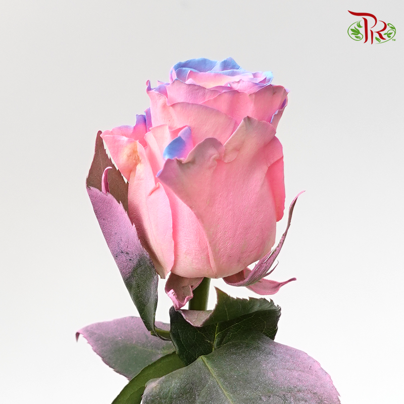 Ceres Rose - Bubble Gum (10 Stems) - Pudu Ria Florist