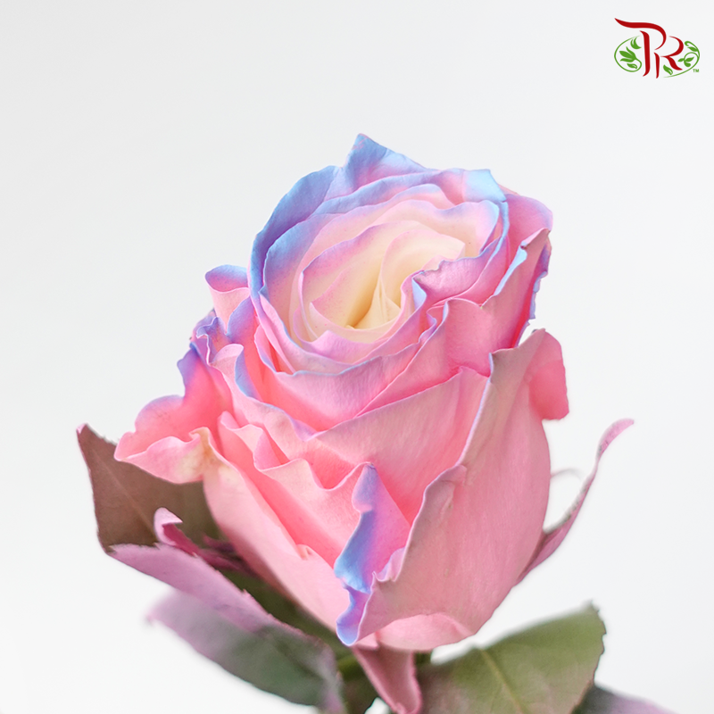 Ceres Rose - Bubble Gum (10 Stems) - Pudu Ria Florist