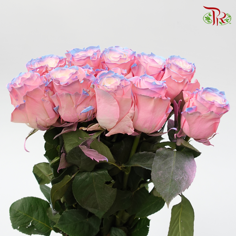 Ceres Rose - Bubble Gum (10 Stems) - Pudu Ria Florist