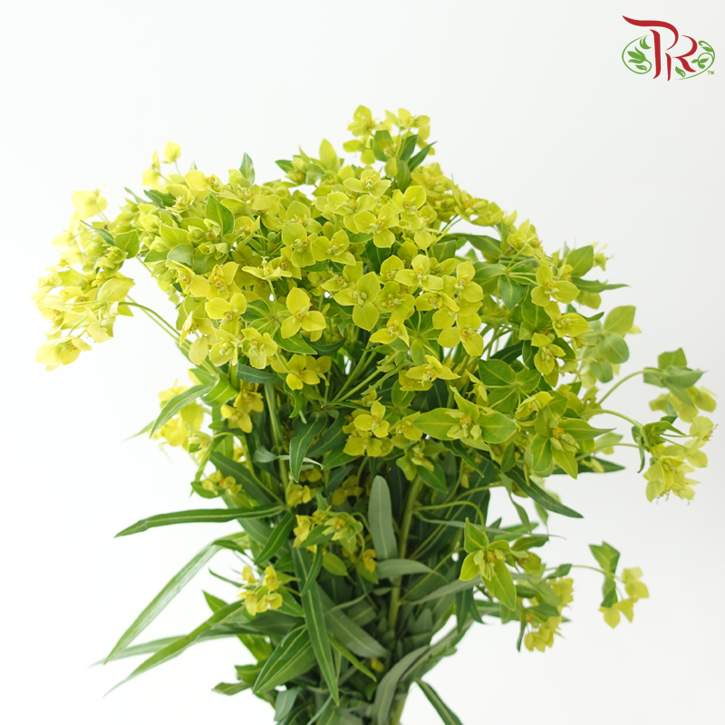 Bulperum - (Per Bunch)-Green-China-prflorist.com.my