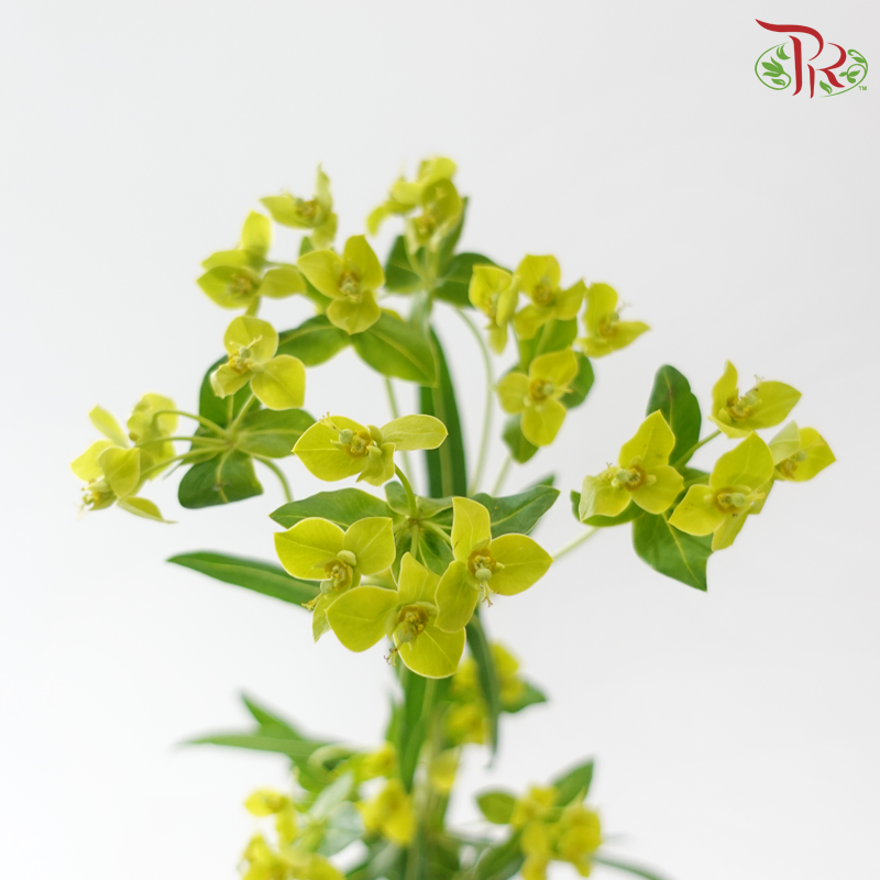 Bulperum - (Per Bunch)-Green-China-prflorist.com.my