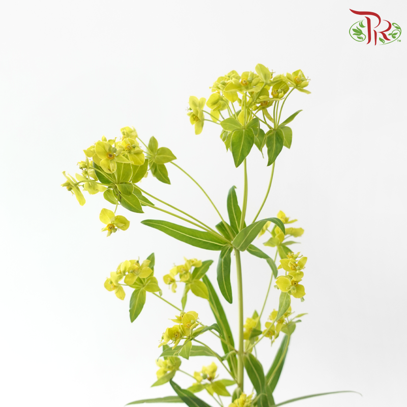 Bulperum - (Per Bunch)-Green-China-prflorist.com.my