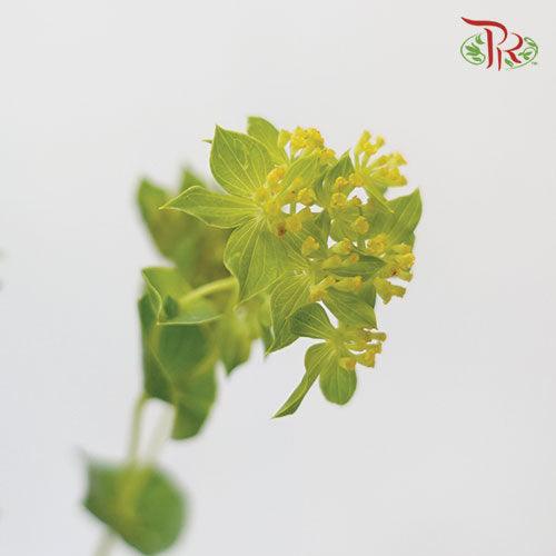 Bulperum - (Per Bunch)-Green-China-prflorist.com.my