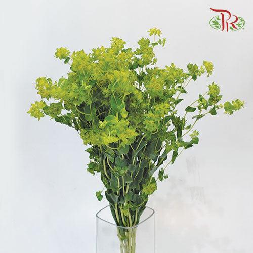 Bulperum - (Per Bunch)-Green-China-prflorist.com.my