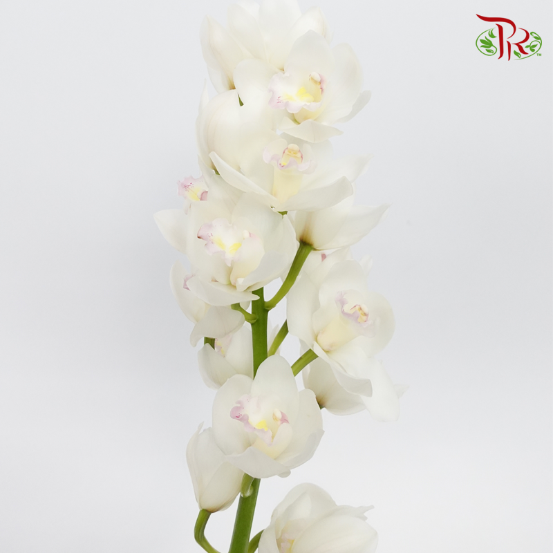 Cymbidium - White (Per Stem) - Pudu Ria Florist