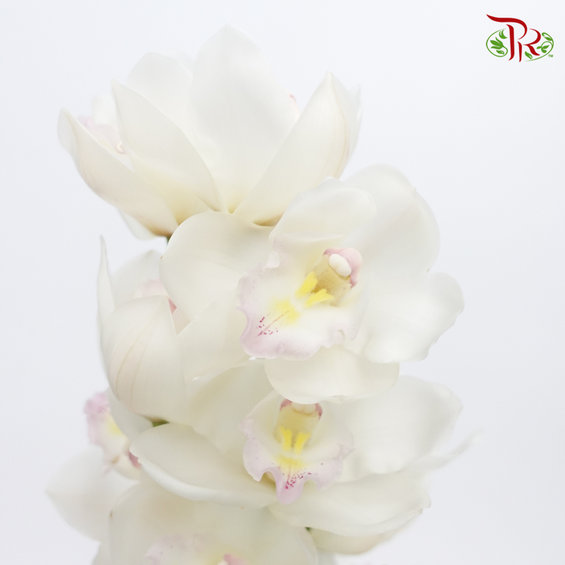 Cymbidium - White (Per Stem) - Pudu Ria Florist