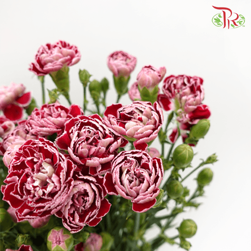Carnation Spray - Butterfly (19-20 Stems) - Pudu Ria Florist
