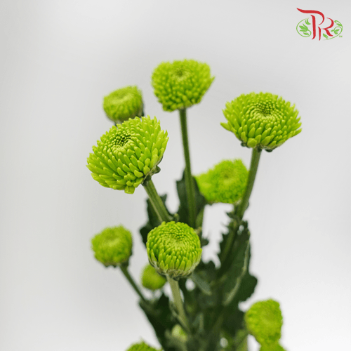 Chrysanthemum Pompom -  Button Green (12 Stems) - Pudu Ria Florist