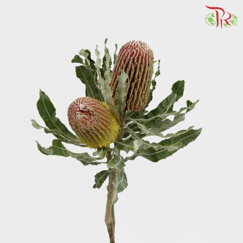 Banksia Prionotes / Menziesii 2 - (2 Stems) - Pudu Ria Florist