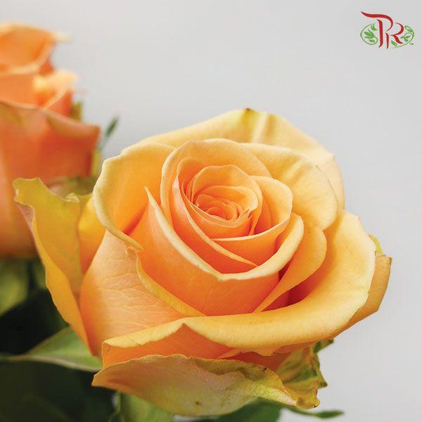 Ceres Rose - Cumbia (10 stems) - Pudu Ria Florist