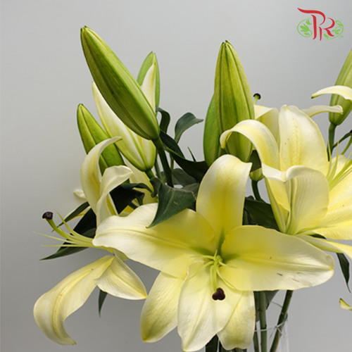 Lily 4+ - Yellow (5 Stems) - Pudu Ria Florist