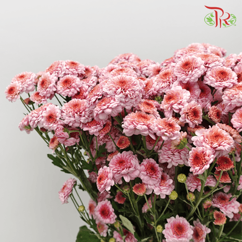 Chrysanthemum Pompom - Button Purple (12 Stems) - Pudu Ria Florist