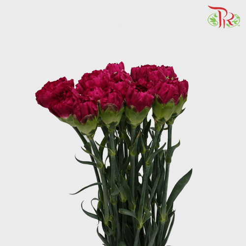 Carnation - Purple (18-20 Stems) - Pudu Ria Florist