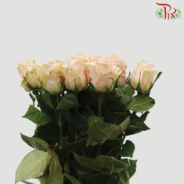 Pink Mondial (25 Stems) - Pudu Ria Florist