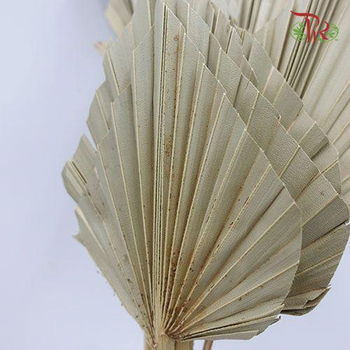 Dry Spear Palm (L) - (5 Stems) - Pudu Ria Florist