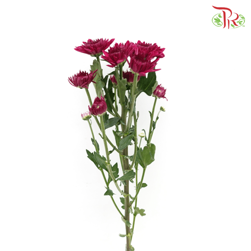 Chrysanthemum Pompom - Maroon (12 Stems) - Pudu Ria Florist