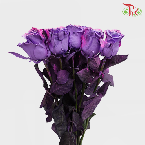 Ceres Rose - Frosting Candy 2 (10 Stems) - Pudu Ria Florist