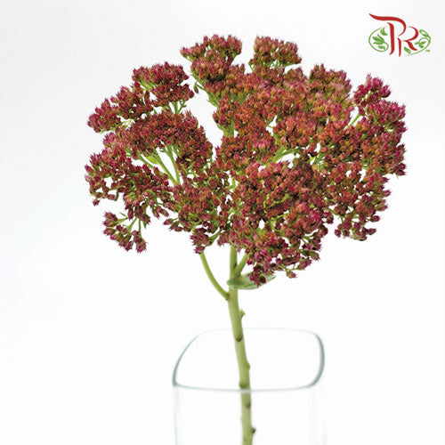Sedum - 5 Stems - Pudu Ria Florist