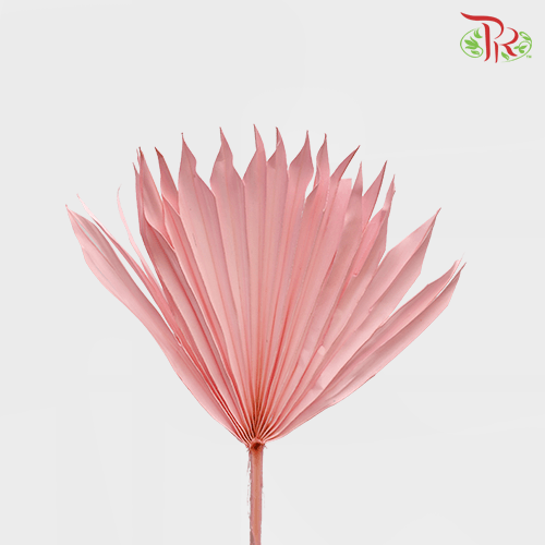 Dry Palm Pink (5 Stems) 90001019 - Pudu Ria Florist