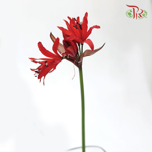 Nerine - Red (5 Stems) - Pudu Ria Florist
